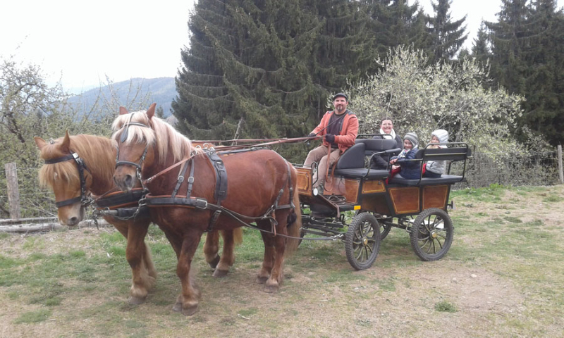 Balade en traîneau tiré par des chevaux - Chemins du Nord - Balades en  traîneau tiré par des rennes et des chiens - Orbey - Alsace