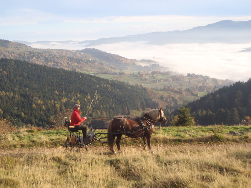 Balade en traîneau tiré par des chevaux - Chemins du Nord - Balades en  traîneau tiré par des rennes et des chiens - Orbey - Alsace