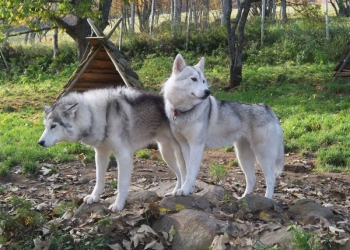 Beauté et Diouc Octobre 2011.JPG