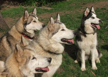 les chiens dans le jardin 029.jpg