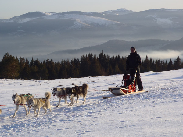 balade-en-traineau-a-chiens