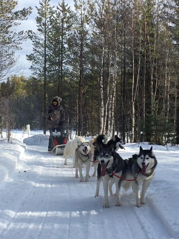 Sejours En Laponie Chemins Du Nord Balades En Traineau Tire Par Des Rennes Et Des Chiens Orbey Alsace