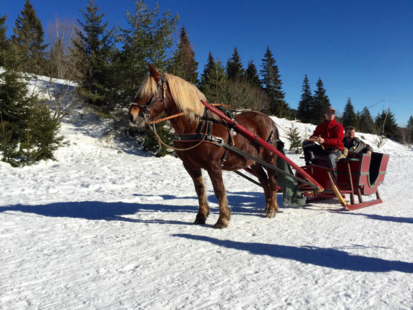 Balade en traîneau tiré par des chevaux - Chemins du Nord - Balades en  traîneau tiré par des rennes et des chiens - Orbey - Alsace